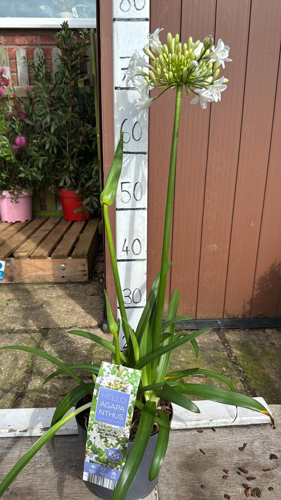Agapanthus sparkle 2 lt