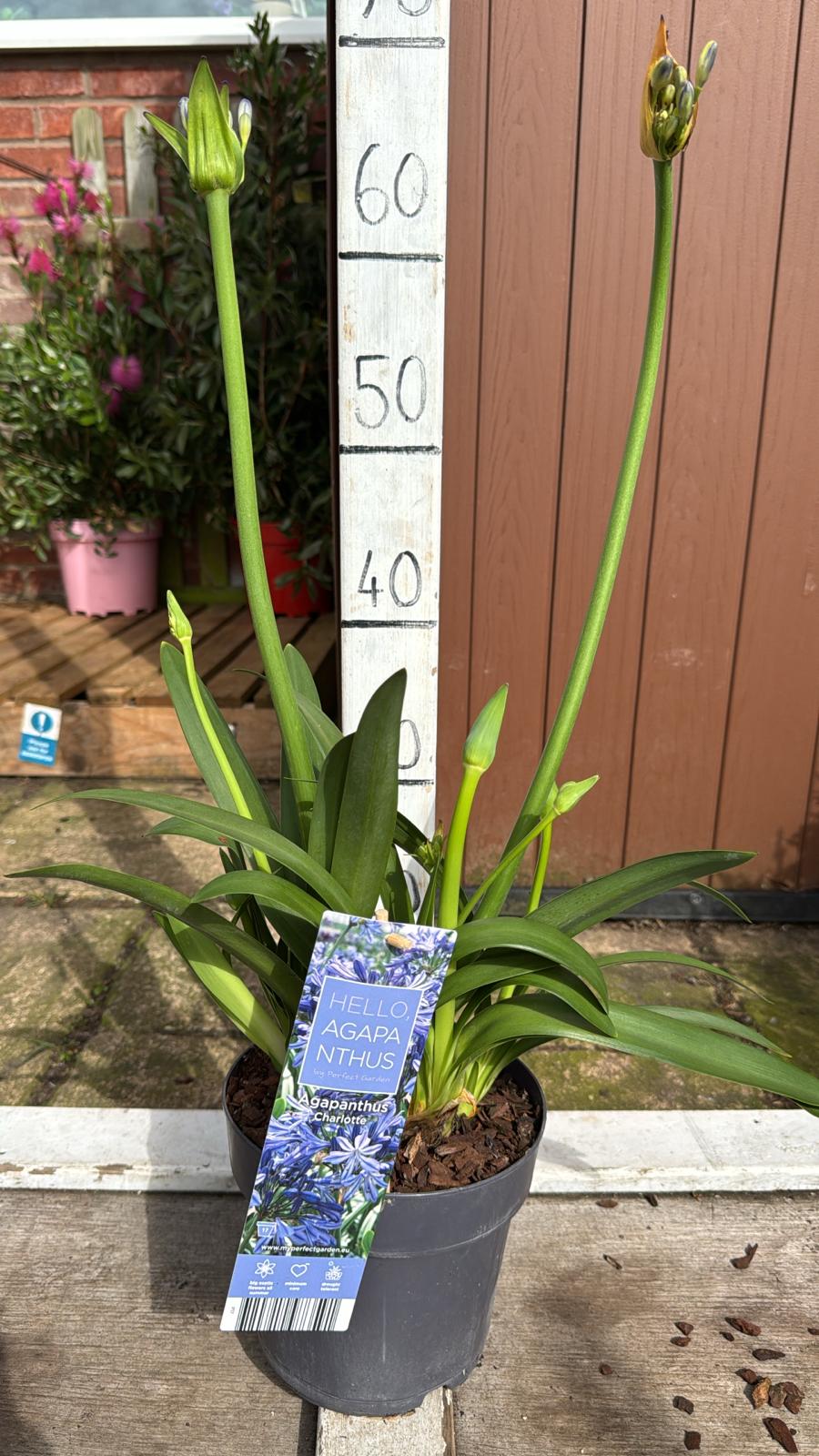 Agapanthus Charlotte 2lt