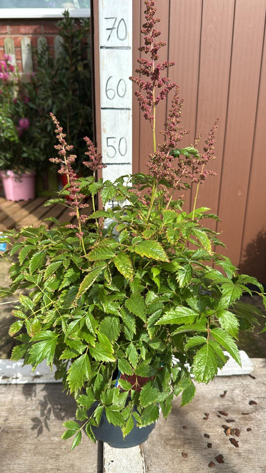 Astilbe Red 2lt