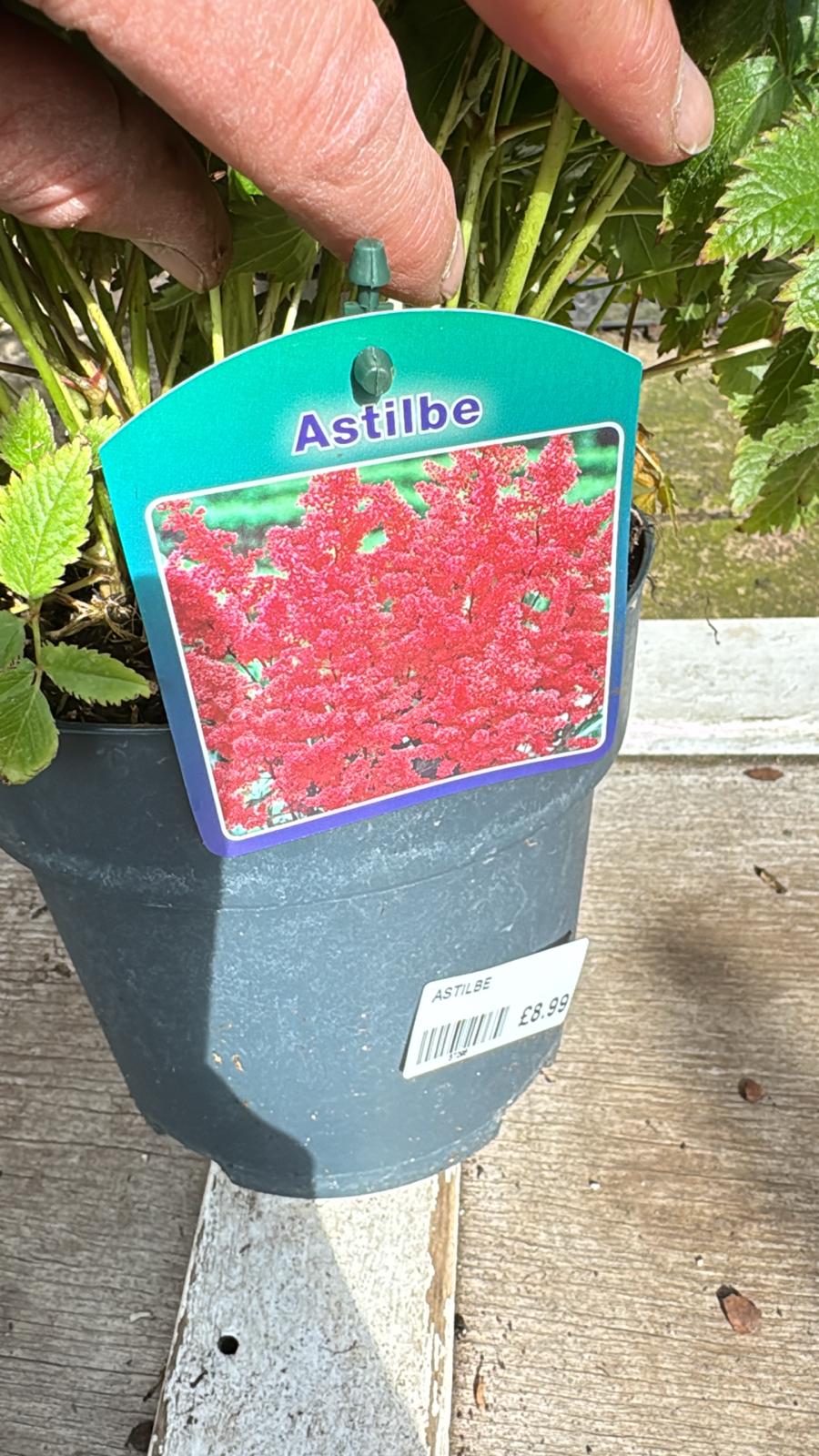 Astilbe Red 2lt
