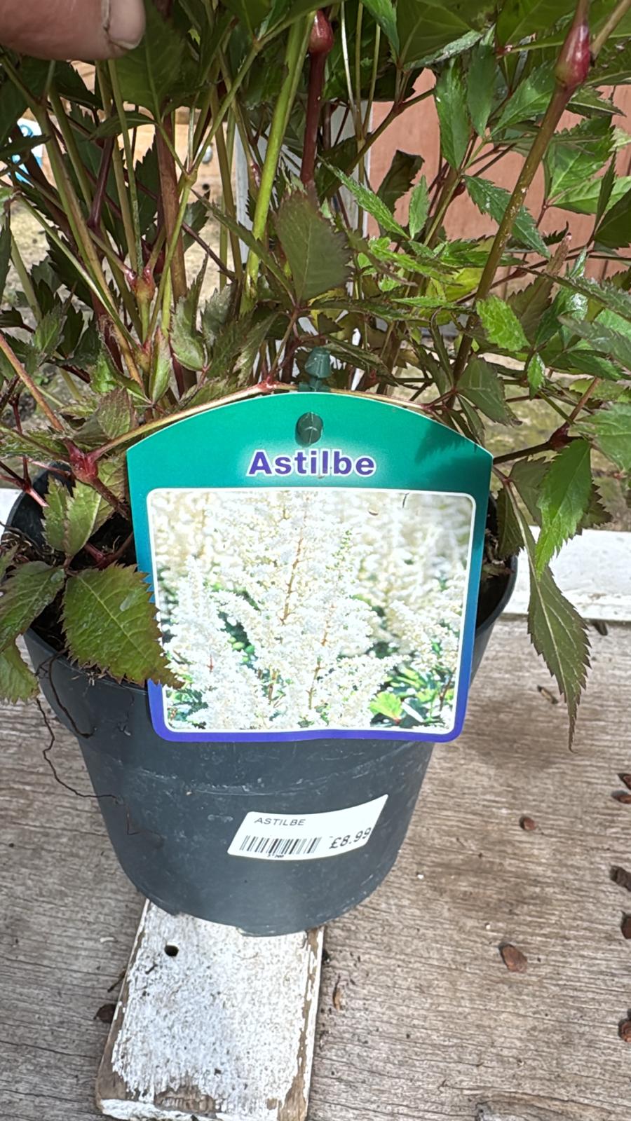 Astilbe White 2lt