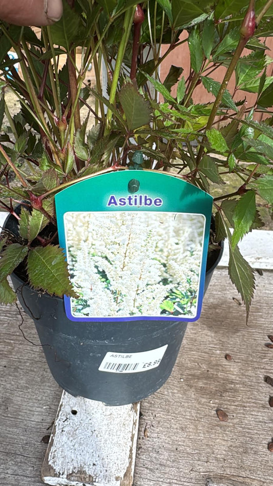 Astilbe White 2lt