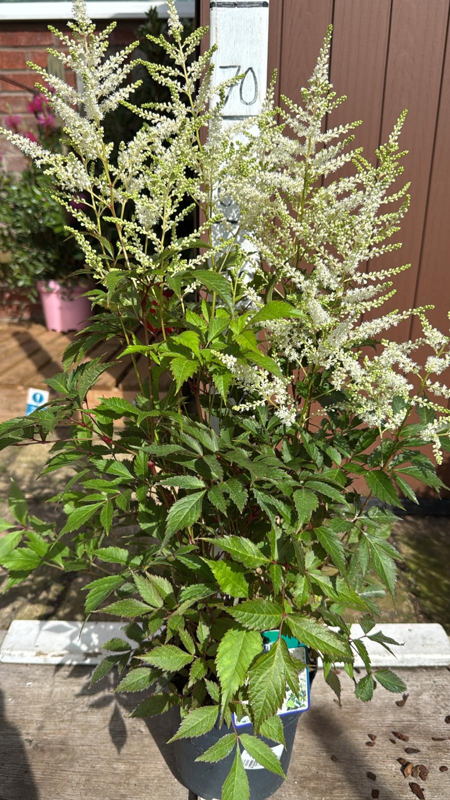 Astilbe White 2lt