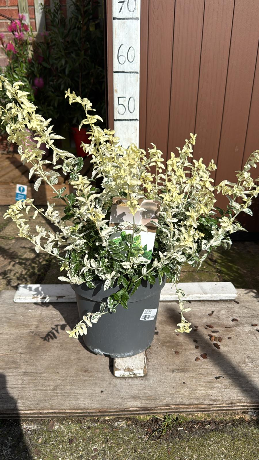 Euonymus harlequin 5 lt&nbsp;