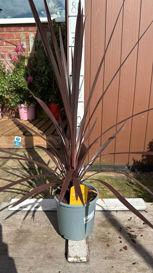 Cordyline red star 2lt