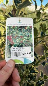 Ilex Argentea Marginata (Holly) (Local Delivery Only)