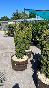 Taxus David With Barrel