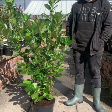 Laurel Rotundifolia Hedging deals local delivery Crewe Cheshire